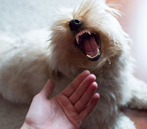 Dog Bite & Animal Attacks
